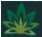 Controversias en el uso de Cannabinoides